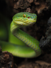 A striking bright green White-lipped Pit Viper is coiled in a dark, rocky crevice. It has vivid yellow eyes and a focused, ready posture.