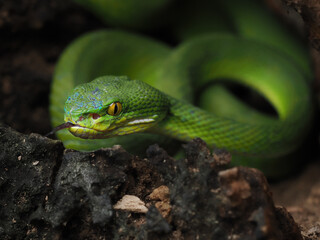 A striking bright green White-lipped Pit Viper is coiled in a dark, rocky crevice. It has vivid yellow eyes and a focused, ready posture.