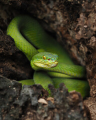 A striking bright green White-lipped Pit Viper is coiled in a dark, rocky crevice. It has vivid yellow eyes and a focused, ready posture, 29 September 2025 Indonesia