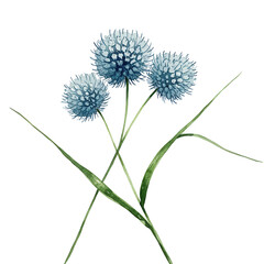 Fototapeta premium Delicate watercolor depiction of three blue allium flowers and green stems isolated on white background