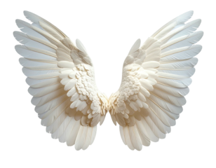 Pair of pristine white angel wings, detailed, outstretched