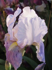 Zbliżenie na kwiat irysa © Kumulugma