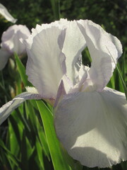 Zbliżenie na kwiat irysa © Kumulugma