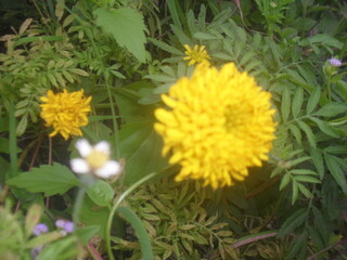 <SAMSUNG DIGITAL CAMERA>