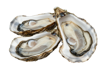 Three fresh opened oyster on transparent background raw shellfish seafood delicacy