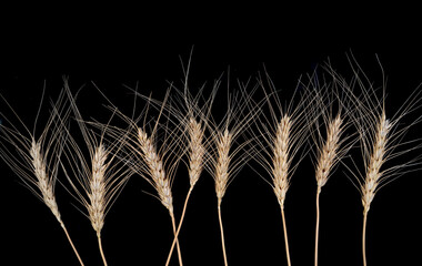 Wheat stalks displayed against a black background highlight agricultural beauty and natural design in crop cultivation