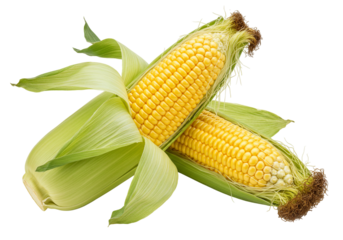 Two corn cobs with green husks isolated on transparent background