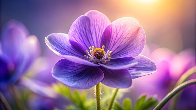 Closeup of a purple anemone flower