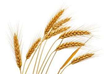 Wheat stalks isolated on transparent background food agriculture cereal grain harvest golden color