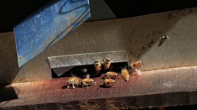 Countryside, beekeeping and farm worker hands with bee and honey farming for agriculture. Sustainability, bees wax harvest and employee in a safety suit outdoor in nature with insect farmer