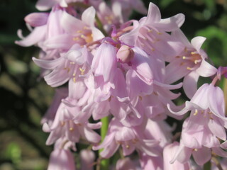 Zbliżenie na kwiat rośliny z gatunku Hyacinthoides hispanica © Kumulugma