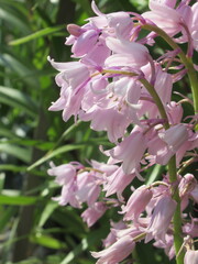 Zbliżenie na kwiat rośliny z gatunku Hyacinthoides hispanica © Kumulugma