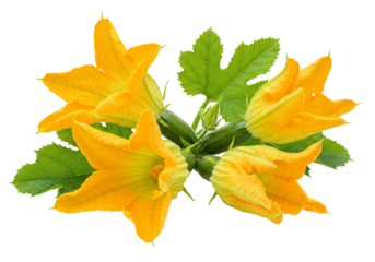 Zucchini blossom arrangement isolated on transparent background floral still life