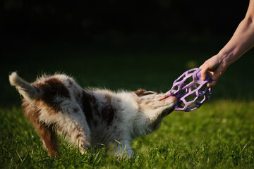Red merle Border Collie puppy plays tug of war with female owner, pulling a purple toy ball...