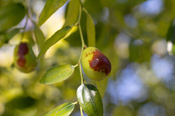 Ripe ziziphus fruits on a branch