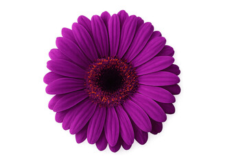 Purple gerbera daisy flower with transparent background
