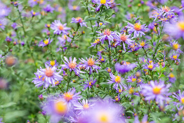 Alpine aster