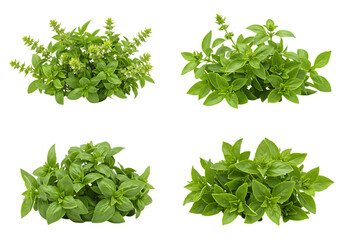 Obraz premium Four bunches of fresh green basil isolated on transparent background