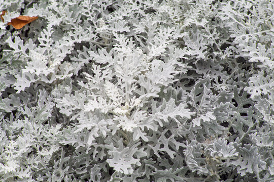 Cineraria seaside "Silver dust" (Senecio cineraria)