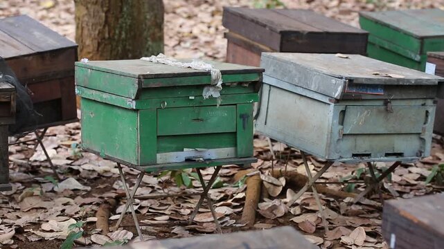 Countryside, beekeeping and farm worker hands with bee and honey farming for agriculture. Sustainability, bees wax harvest and employee in a safety suit outdoor in nature with insect farmer