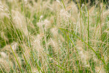 Пеннисетум лисохвостный (Pennisetum alopecuroides)