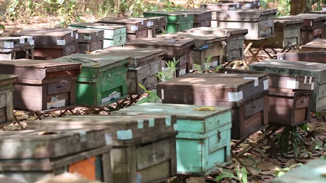 Countryside, beekeeping and farm worker hands with bee and honey farming for agriculture. Sustainability, bees wax harvest and employee in a safety suit outdoor in nature with insect farmer