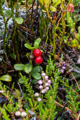 Cranberry - Photowalk Graukogel - Palfnersee September 28 2025 Bad Gastein - Pongau - Austria
