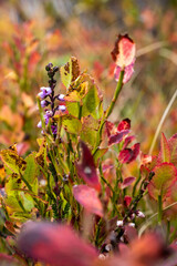 Photowalk - Graukogel - Palfnersee September 28 2025
