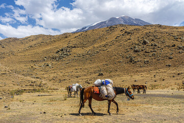 The scenic views of horses and mules at the Mount Ararat, with an elevation of 5,137 m (16,854 ft), also known as Masis or Mount Ağrı, is a snow-capped and dormant compound volcano in Turkey. 
