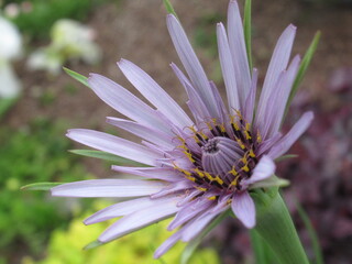 Zbliżenie na kwiat rośliny z gatunku salsefia © Kumulugma