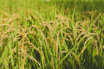 Autumn rice paddies, ears of rice growing steadily