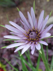 Zbliżenie na kwiat rośliny z gatunku salsefia © Kumulugma