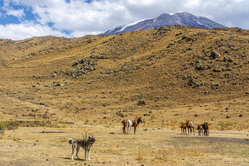 The scenic views of horses and mules at the Mount Ararat, with an elevation of 5,137 m (16,854 ft),...