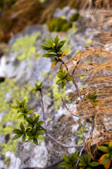 Photowalk - Graukogel - Palfnersee September 28 2025