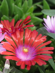 Zbliżenie na kwiaty rośliny z gatunku delosperma © Kumulugma