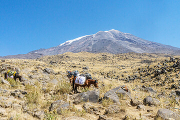The scenic views of horses and mules at the Mount Ararat, with an elevation of 5,137 m (16,854 ft),...