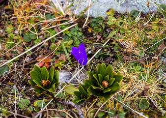 Photowalk - Graukogel - Palfnersee September 28 2025