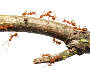 Many reddish-brown ants on a twig