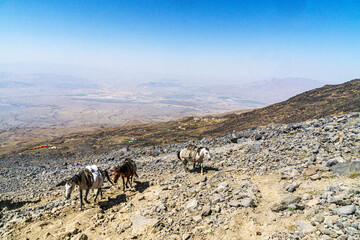 The scenic views of horses and mules at the Mount Ararat, with an elevation of 5,137 m (16,854 ft),...