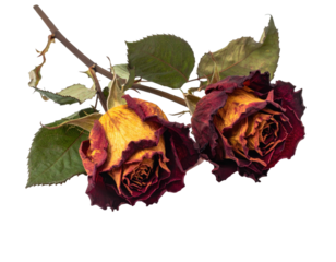 Two withered roses on a stem, showing fading colors and dried petals