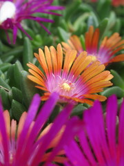 Zbliżenie na kwiaty rośliny z gatunku delosperma © Kumulugma