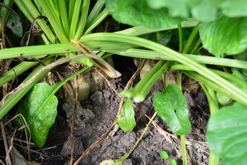 a close up of sugar beet growing on the field