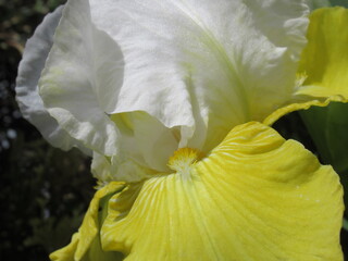 Zbliżenie na kwiat irysa © Kumulugma