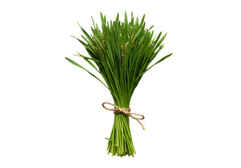 Bunch of fresh green wheatgrass isolated on transparent background
