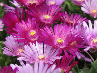 Zbliżenie na różowe kwiaty rośliny z gatunku delosperma © Kumulugma