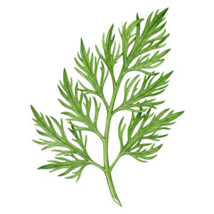 Obraz premium Detailed watercolor rendering of a fresh parsley sprig isolated on white background