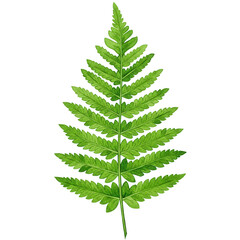 Detailed watercolor illustration of a vibrant green fern leaf isolated on white background