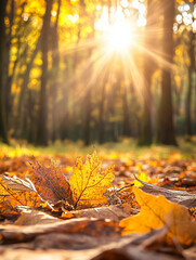 Golden autumn with red and yellow in park. Autumn background. 