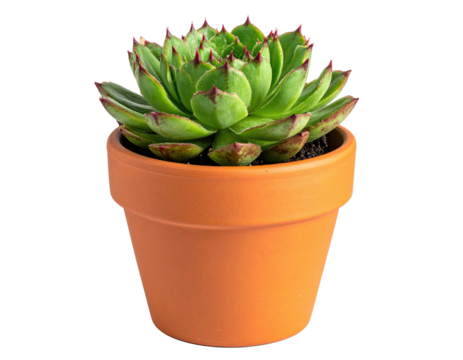 Succulent in terracotta pot (3)