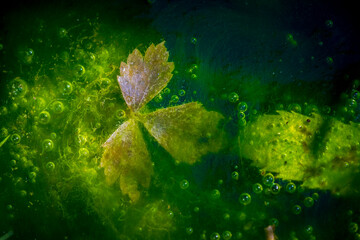 Abstract underwater view of green algae and plant leaves with trapped air bubbles, creating a natural, organic, and artistic texture